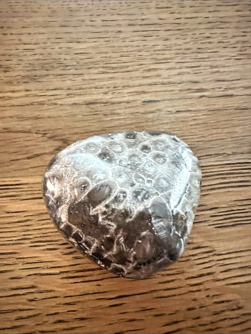 Polished Petoskey Stone Specimen Fossil Sculpture Brown & Gray